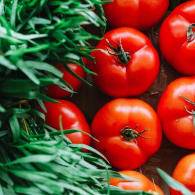 La clef du succès pour avoir des plants de tomates réussis